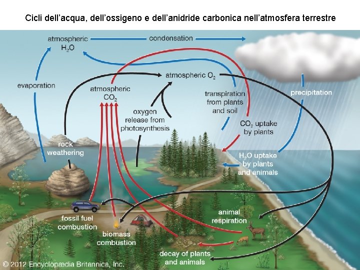 Cicli dell’acqua, dell’ossigeno e dell’anidride carbonica nell’atmosfera terrestre 
