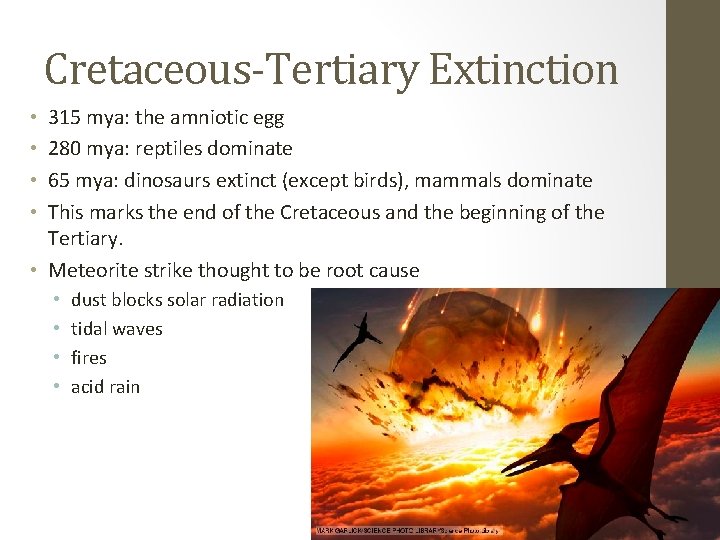 Cretaceous-Tertiary Extinction 315 mya: the amniotic egg 280 mya: reptiles dominate 65 mya: dinosaurs