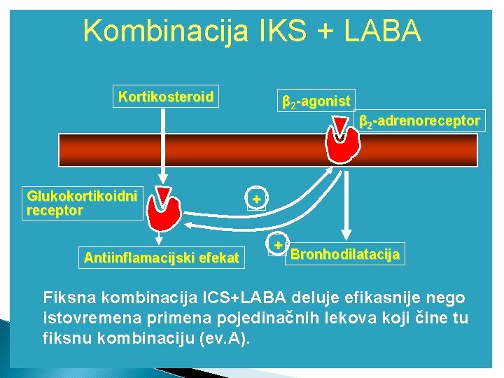 Kombinacija IKS + LABA Kortikosteroid β 2 -agonist β 2 -adrenoreceptor Glukokortikoidni receptor Antiinflamacijski