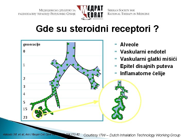 Gde su steroidni receptori ? generacije 0 1 2 Alveole Vaskularni endotel Vaskularni glatki