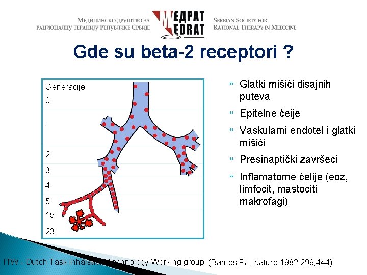 Gde su beta-2 receptori ? Generacije Glatki mišići disajnih puteva Epitelne ćeije Vaskularni endotel