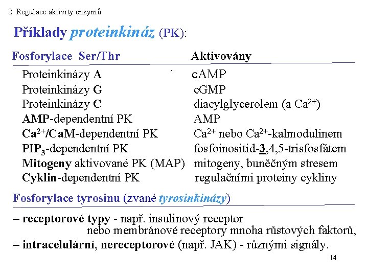 2 Regulace aktivity enzymů Příklady proteinkináz (PK): Fosforylace Ser/Thr Aktivovány Proteinkinázy A ´ c.