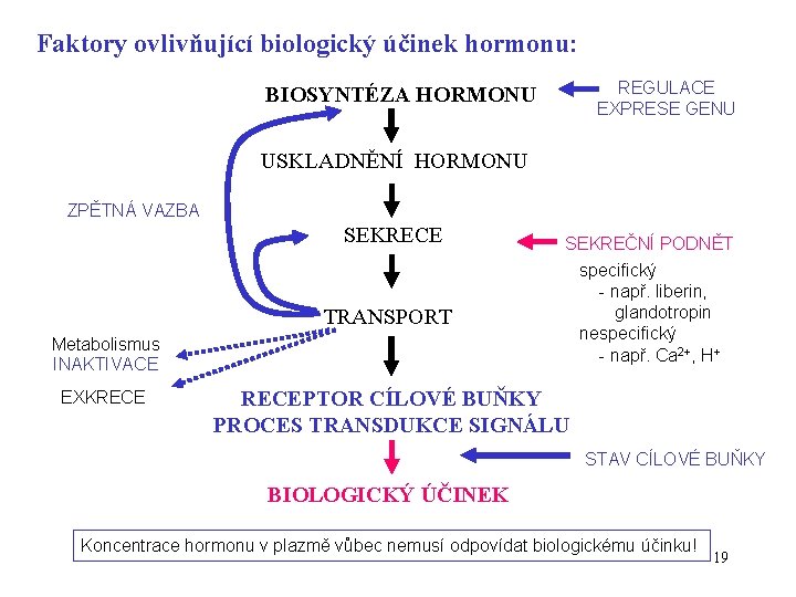 Faktory ovlivňující biologický účinek hormonu: REGULACE EXPRESE GENU BIOSYNTÉZA HORMONU USKLADNĚNÍ HORMONU ZPĚTNÁ VAZBA