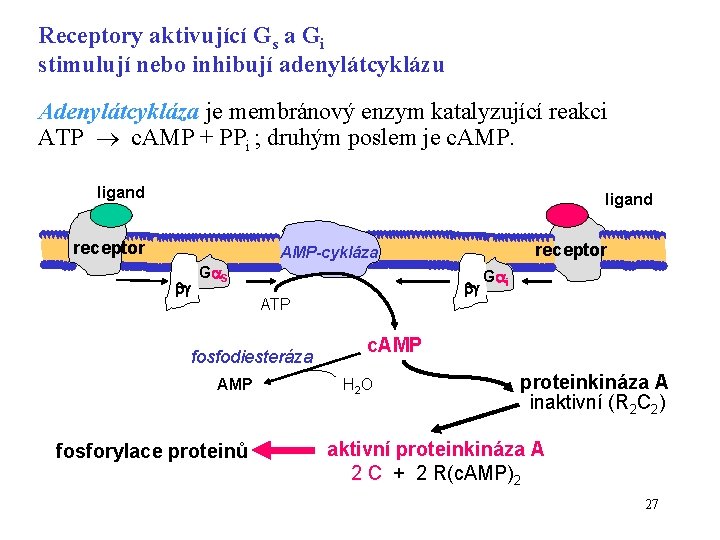Receptory aktivující Gs a Gi stimulují nebo inhibují adenylátcyklázu Adenylátcykláza je membránový enzym katalyzující