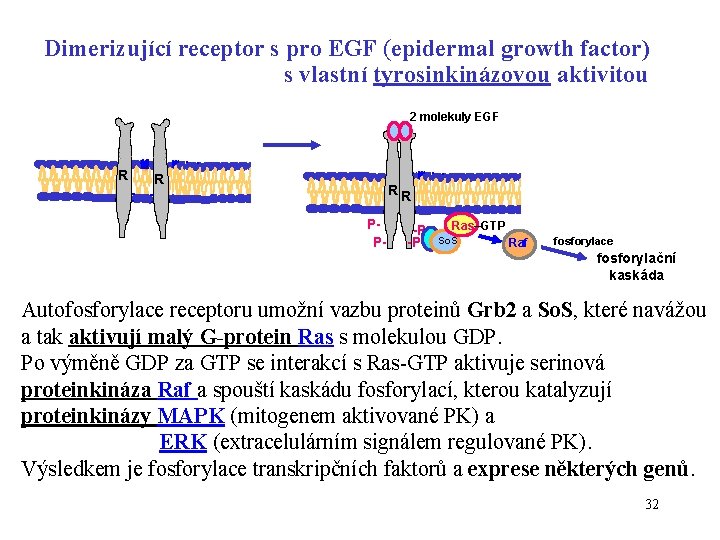 Dimerizující receptor s pro EGF (epidermal growth factor) s vlastní tyrosinkinázovou aktivitou 2 molekuly