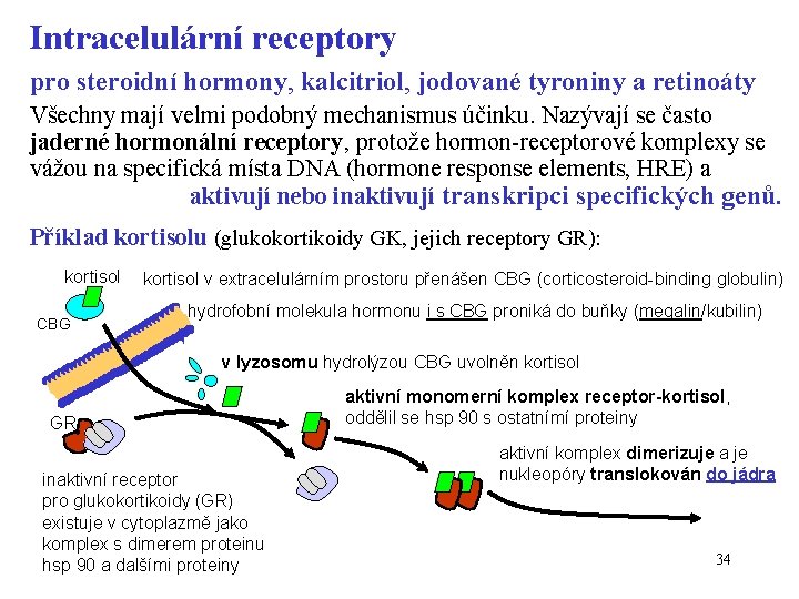 Intracelulární receptory pro steroidní hormony, kalcitriol, jodované tyroniny a retinoáty Všechny mají velmi podobný
