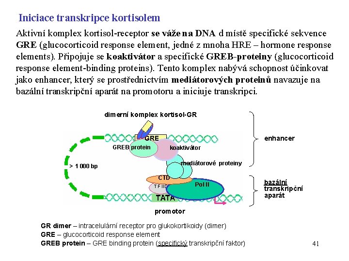Iniciace transkripce kortisolem Aktivní komplex kortisol-receptor se váže na DNA d místě specifické sekvence