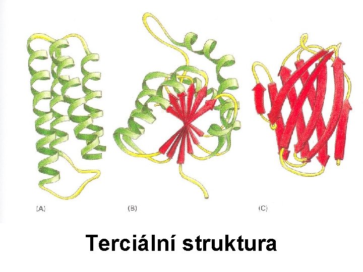 Terciální struktura 