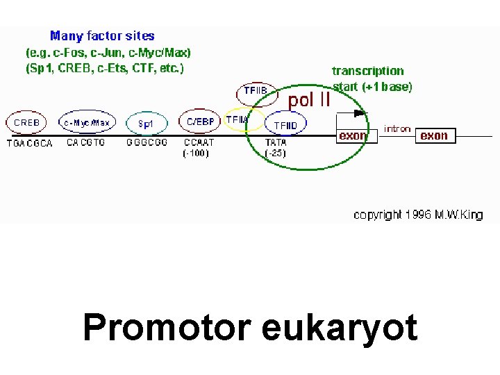 Promotor eukaryot 