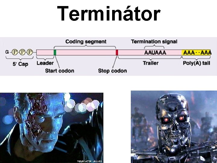 Terminátor 