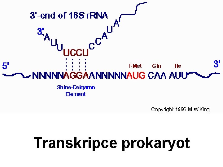 Transkripce prokaryot 