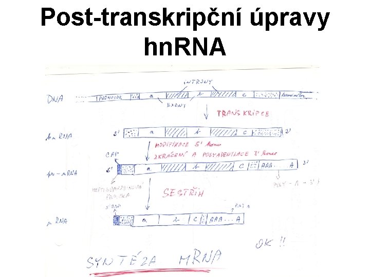 Post-transkripční úpravy hn. RNA 