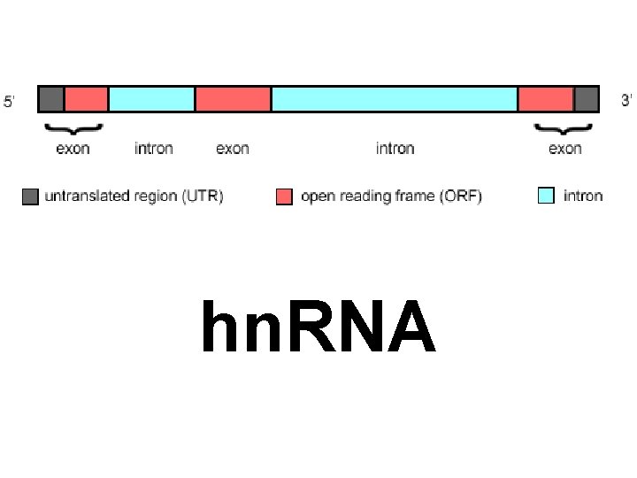 hn. RNA 