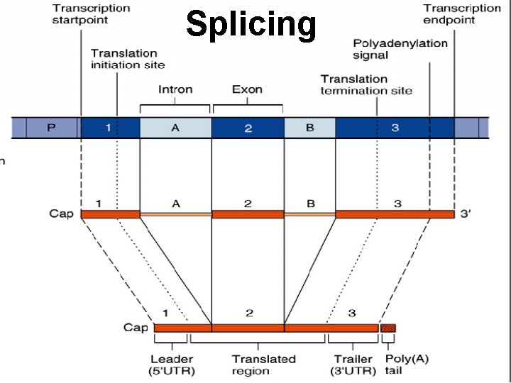 Splicing 
