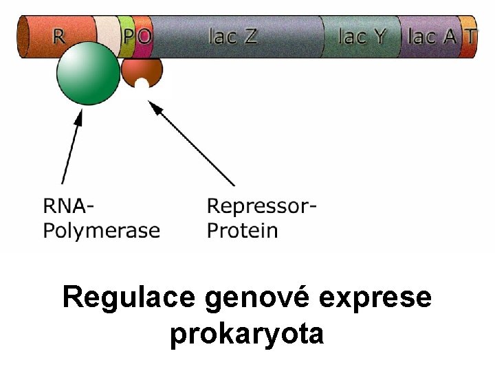 Regulace genové exprese prokaryota 
