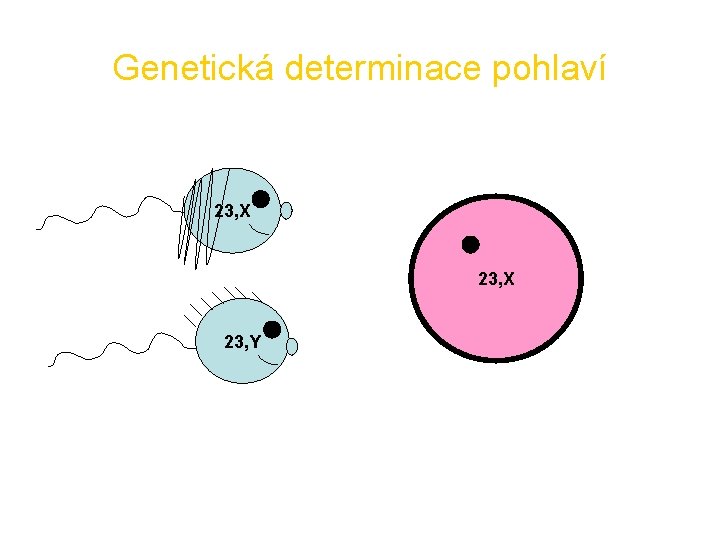 Genetická determinace pohlaví 23, X 23, Y 
