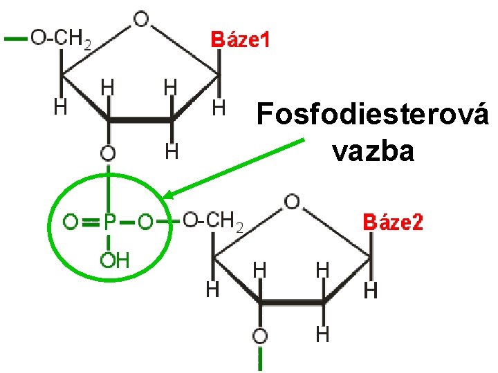 Fosfodiesterová vazba 