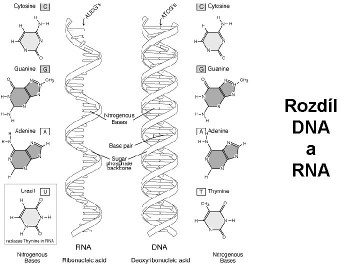 Rozdíl DNA a RNA 
