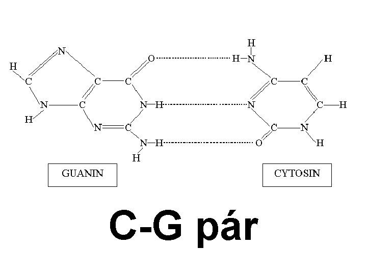 C-G pár 