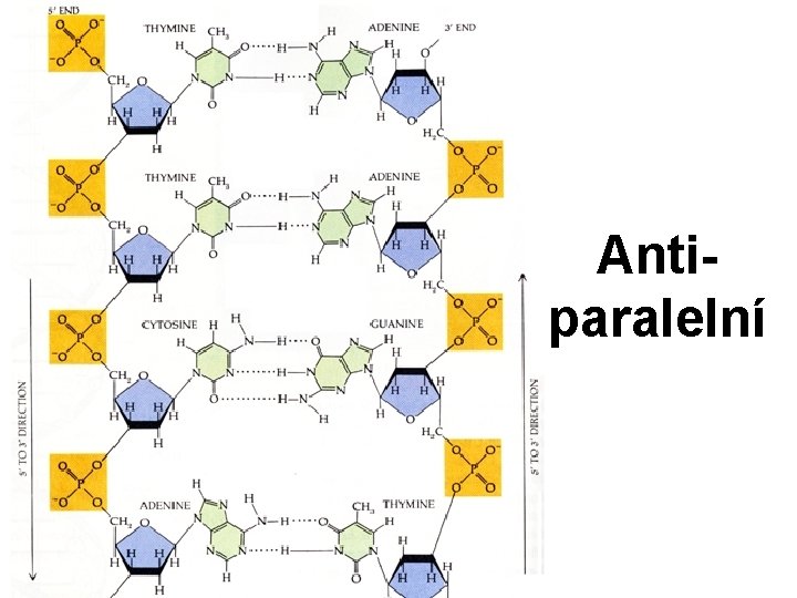 Antiparalelní 