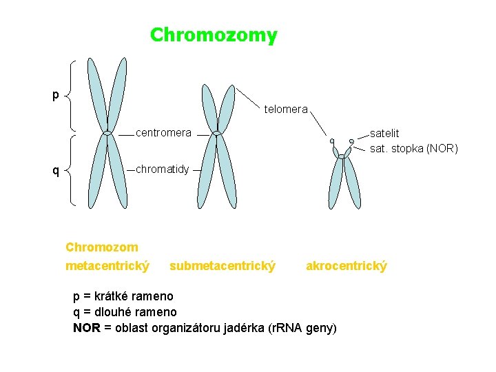 Chromozomy p telomera centromera q satelit sat. stopka (NOR) chromatidy Chromozom metacentrický submetacentrický akrocentrický