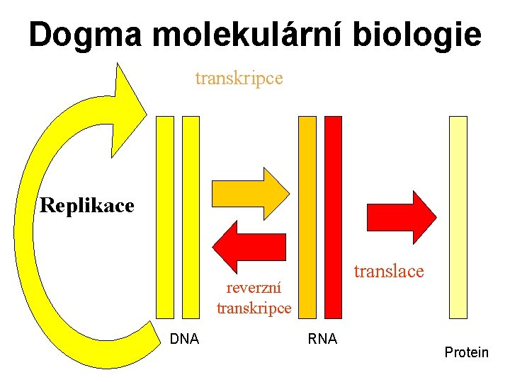 Dogma molekulární biologie transkripce Replikace translace reverzní transkripce DNA RNA Protein 