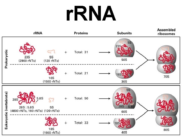 r. RNA 