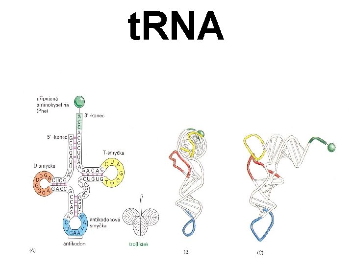 t. RNA 
