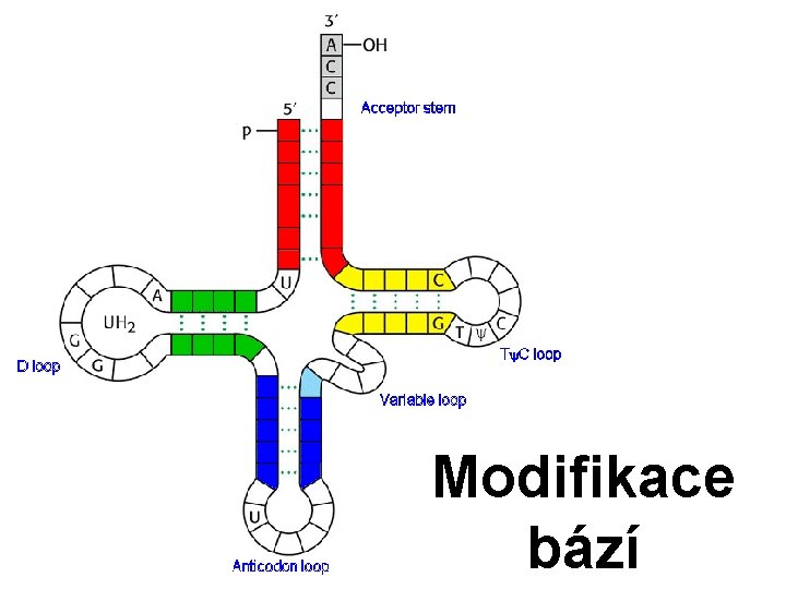 Modifikace bází 