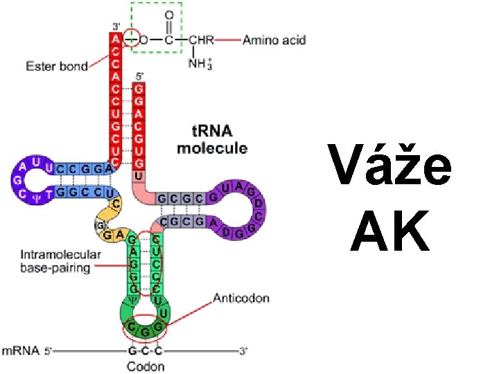 Váže AK 