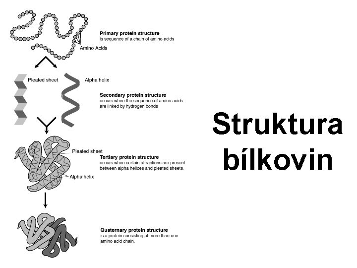 Struktura bílkovin 