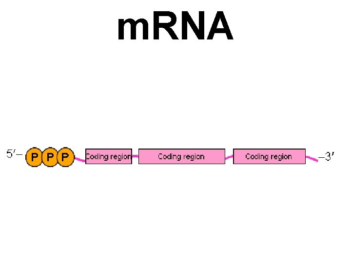 m. RNA 
