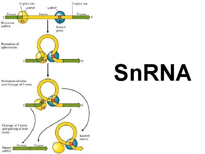 Sn. RNA 