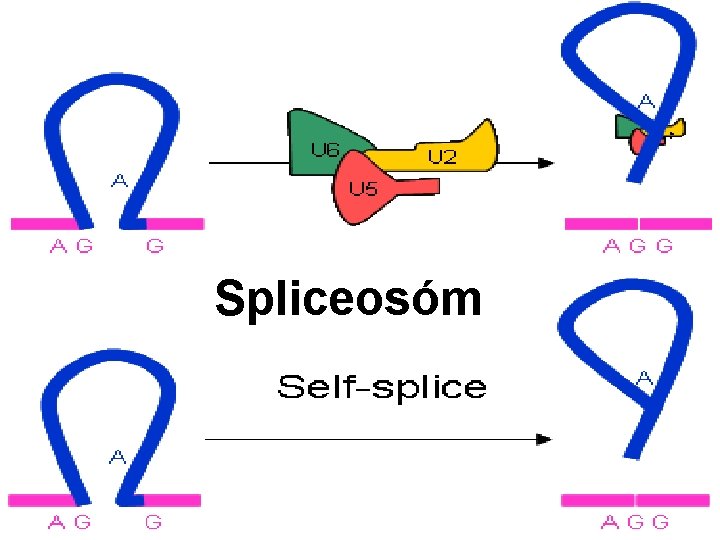 Spliceosóm 