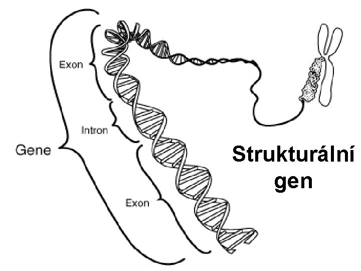 Strukturální gen 