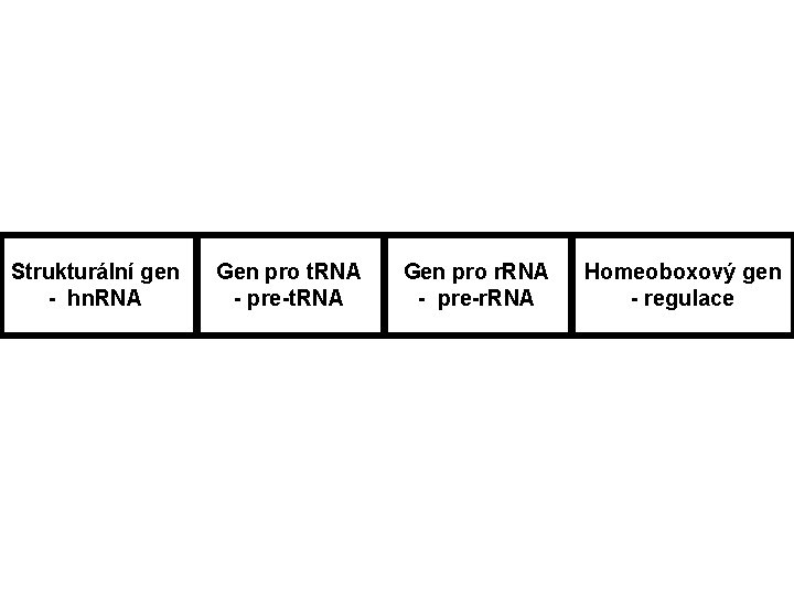 Strukturální gen - hn. RNA Gen pro t. RNA - pre-t. RNA Gen pro