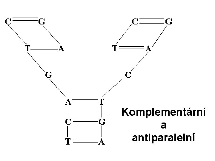 Komplementární a antiparalelní 