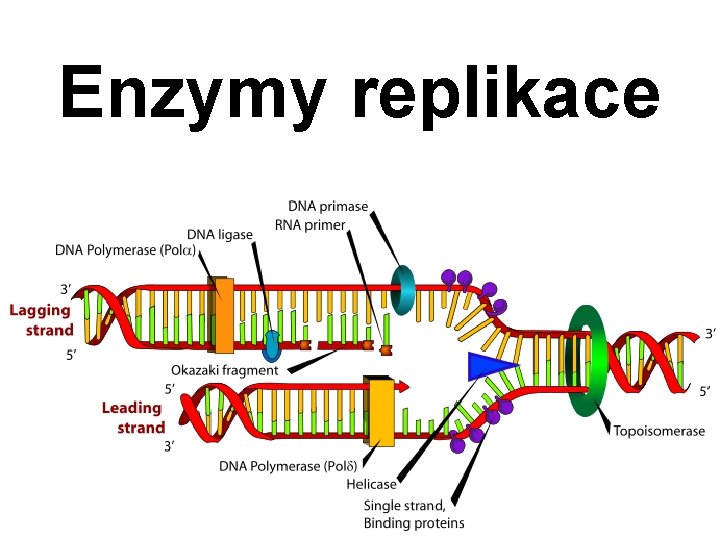 Enzymy replikace 