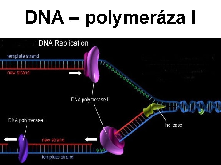 DNA – polymeráza I 