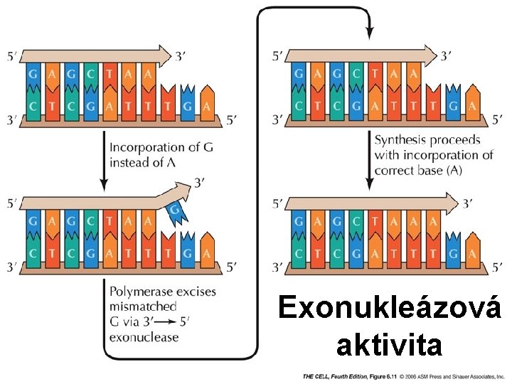 Exonukleázová aktivita 