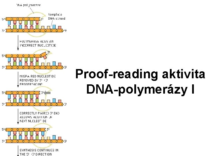 Proof-reading aktivita DNA-polymerázy I 