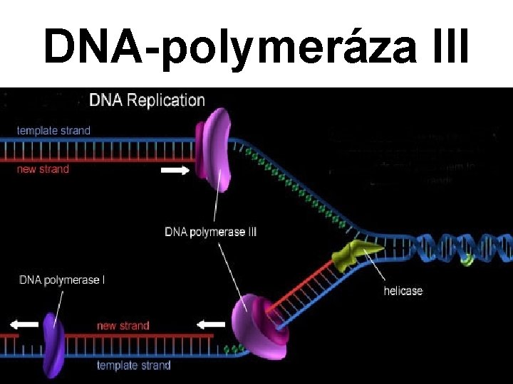 DNA-polymeráza III 