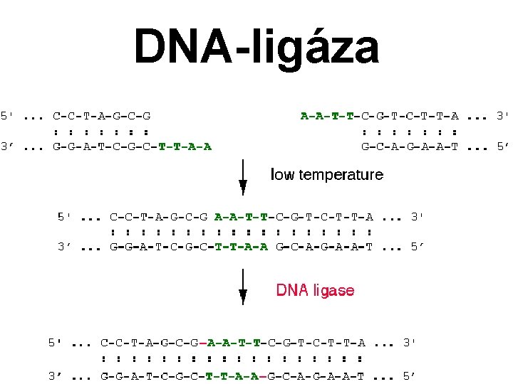 DNA-ligáza 