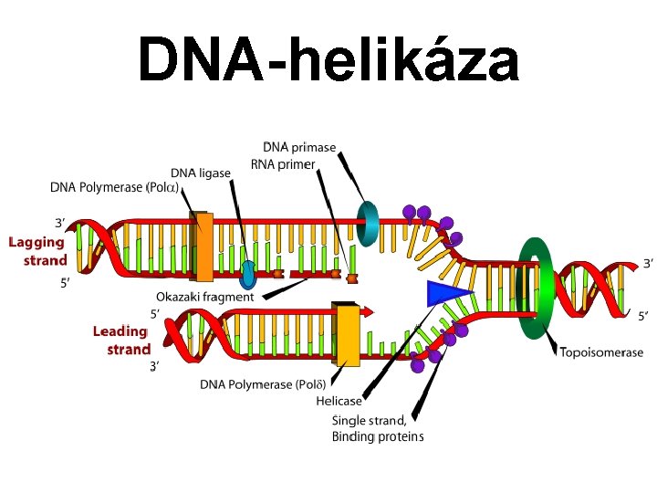 DNA-helikáza 