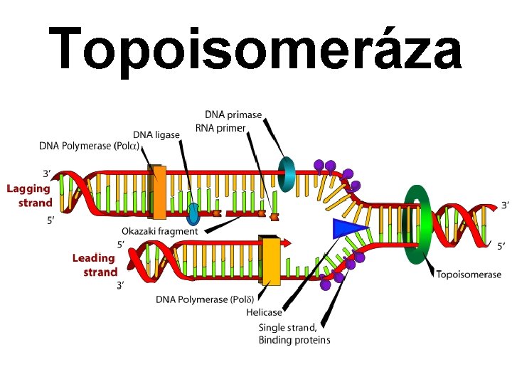 Topoisomeráza 