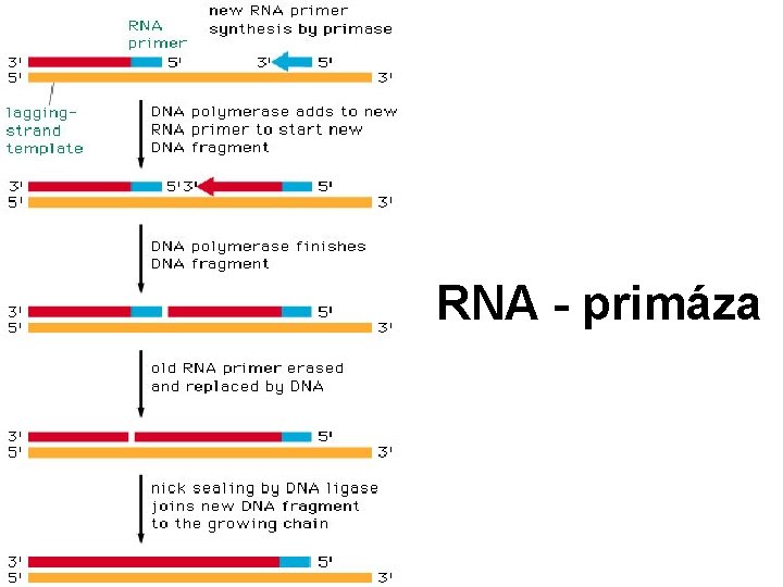 RNA - primáza 