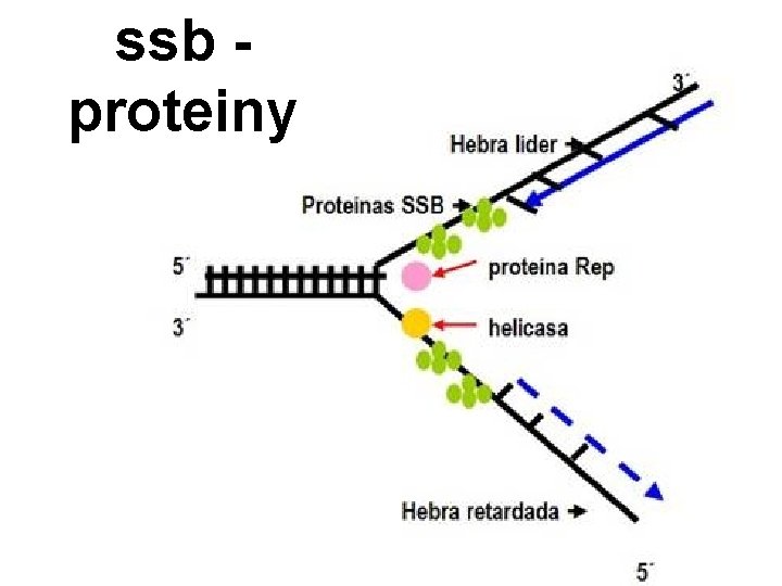 ssb proteiny 