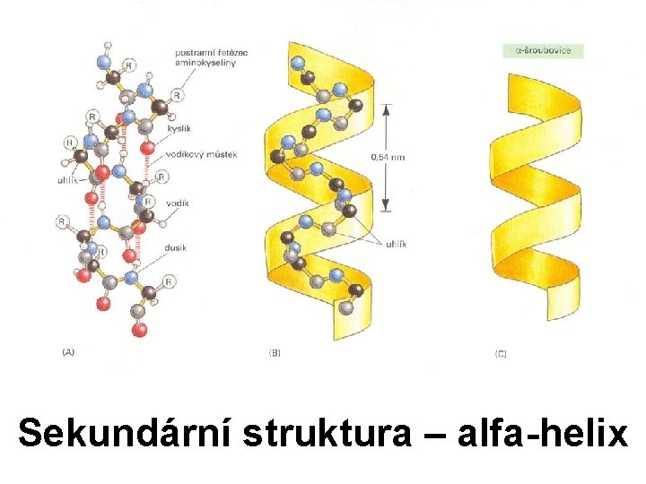 Sekundární struktura – alfa-helix 