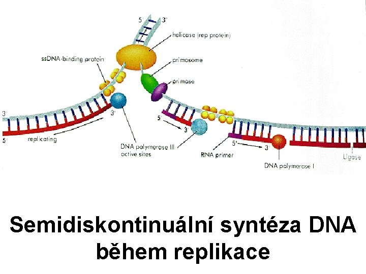 Semidiskontinuální syntéza DNA během replikace 