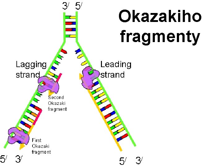 Okazakiho fragmenty 